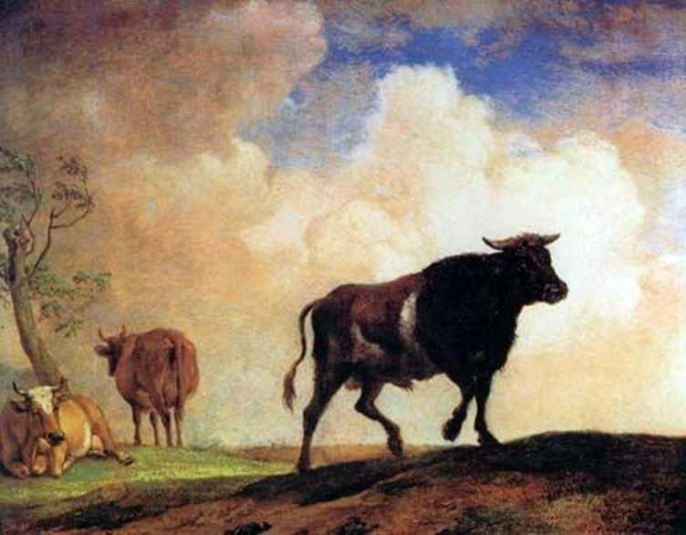 Bull   Paulus Potter